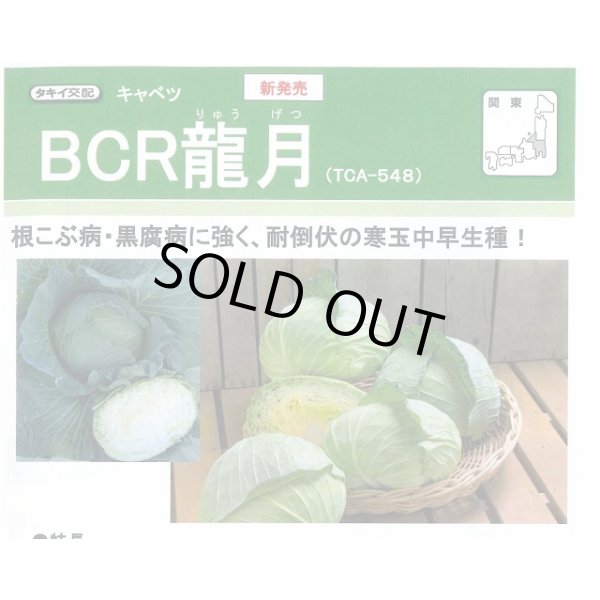 画像2: [キャベツ] ＢＣＲ龍月 160粒 タキイ種苗(株) DF (2)