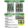 画像5: [キャベツ]　送料無料！　ＢＣＲ龍月　ペレット5000粒　　タキイ種苗（株） (5)