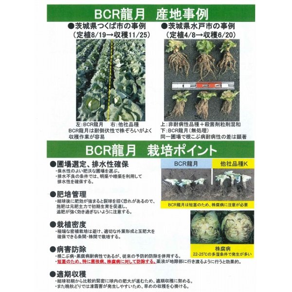 画像5: [キャベツ]　送料無料！　ＢＣＲ龍月　ペレット5000粒　　タキイ種苗（株） (5)