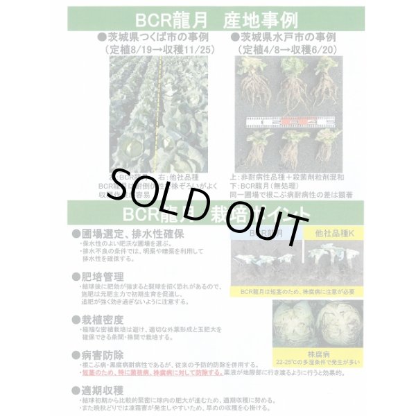 画像5: 送料無料　[キャベツ]　ＢＣＲ龍月　ペレット5000粒　タキイ種苗(株) (5)