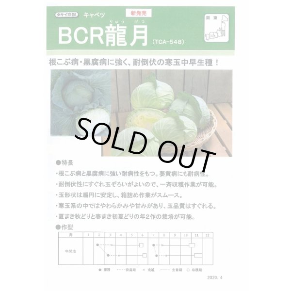 画像4: 送料無料　[キャベツ]　ＢＣＲ龍月　ペレット5000粒　タキイ種苗(株) (4)