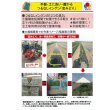 画像3: [いんげん]　恋みどり　1L　タキイ種苗(株) (3)