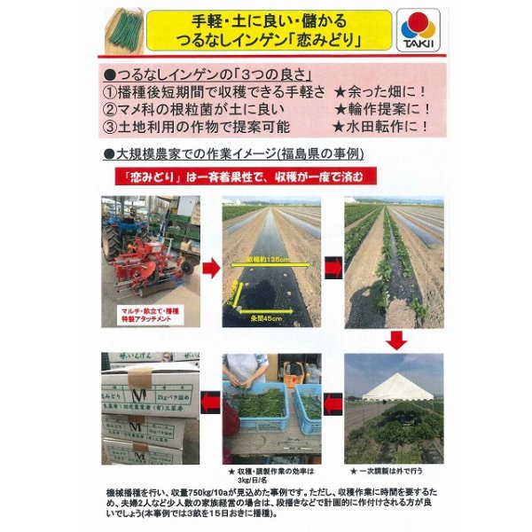 画像3: [いんげん]　恋みどり　1L　タキイ種苗(株) (3)