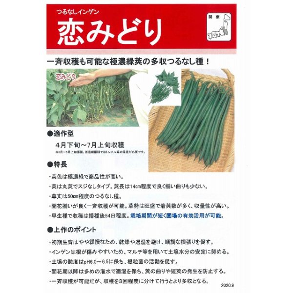 画像4: 送料無料　[いんげん]　恋みどり　1dl　タキイ種苗(株) (4)