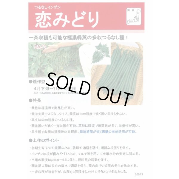 画像4: 送料無料　[いんげん]　恋みどり　1dl　タキイ種苗(株) (4)