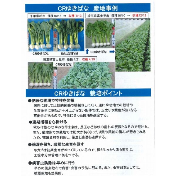 画像4: 送料無料　[かぶ]　CRゆきばな　3ml　タキイ種苗(株)　RF (4)