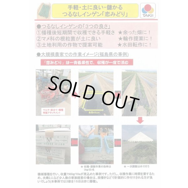 画像5: 送料無料　[いんげん]　恋みどり　1dl　タキイ種苗(株) (5)
