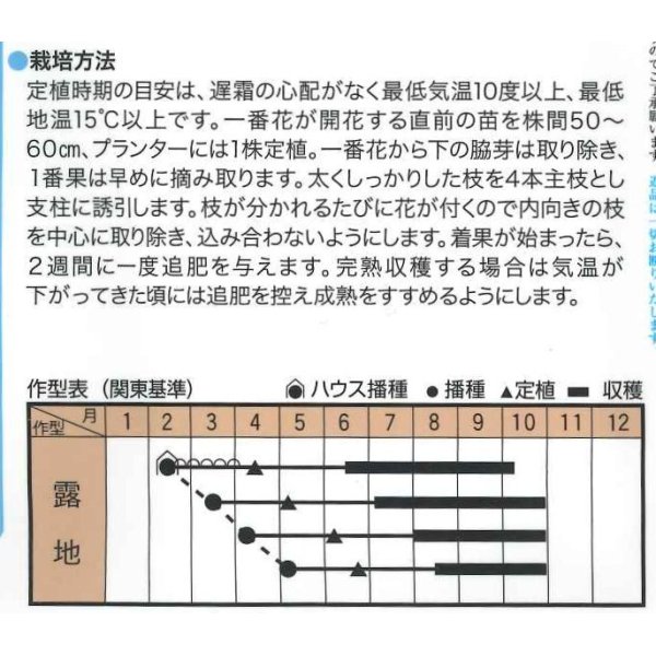 画像2: [とうがらし]　辛コレ　牛角大王　20粒　トキタ種苗（株） (2)