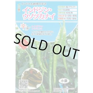 画像: 送料無料　[とうがらし]　辛コレ　インドジン・ウソツカナイ　20粒　トキタ種苗(株)