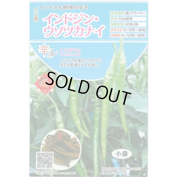 画像1: 送料無料　[とうがらし]　辛コレ　インドジン・ウソツカナイ　20粒　トキタ種苗(株) (1)