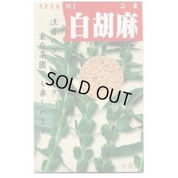 画像1: 送料無料　[胡麻]　白胡麻　5ml(およそ1500粒) (1)