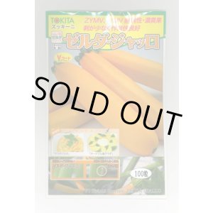 画像: 送料無料　[ズッキーニ]　ゼルダ・ジャッロ　100粒　トキタ種苗(株)