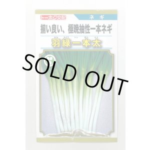 画像: 送料無料　[ねぎ]　羽緑一本太葱(コートしてません)5ml(およそ1,000粒）　(株)トーホク
