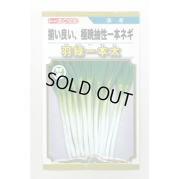 画像1: 送料無料　[ねぎ]　羽緑一本太葱(コートしてません)20ml（およそ4,000粒）　(株)トーホク (1)