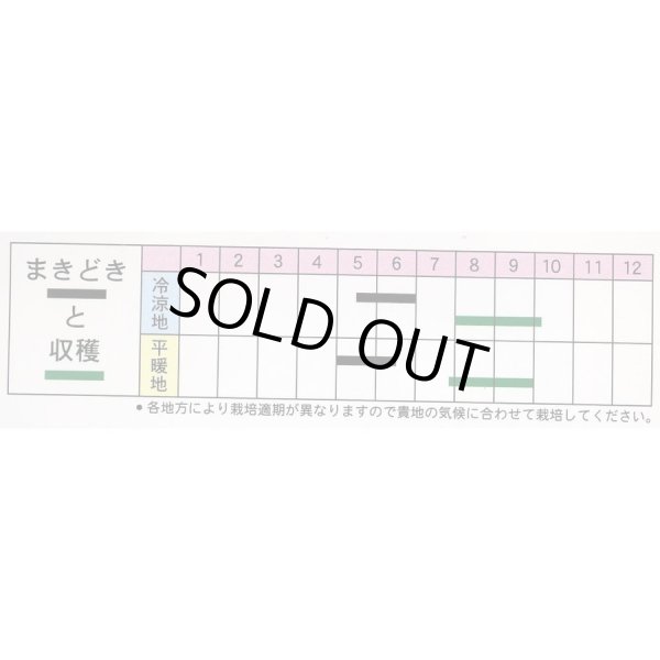 画像2: 送料無料　[胡麻]　白胡麻　5ml(およそ1500粒) (2)