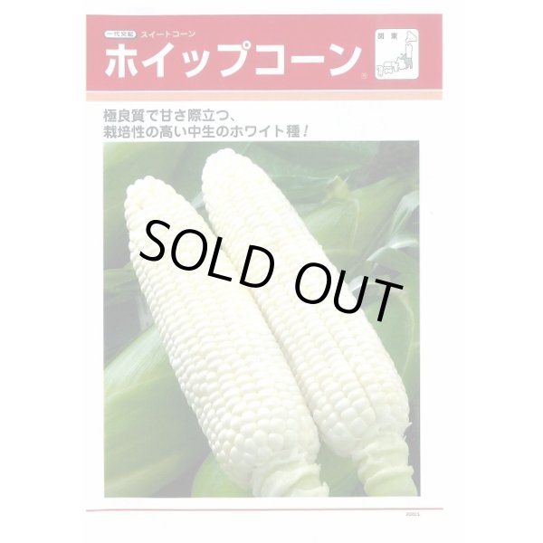 バイヤー厳選用品 とうもろこし] タキイ種苗(野菜種 2000粒 ホイップコーン 野菜