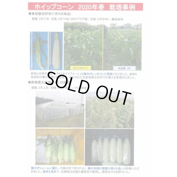 画像5: 送料無料　[とうもろこし]　ホイップコーン　40粒　タキイ種苗　GF (5)