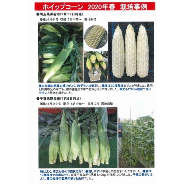 画像6: 送料無料　[とうもろこし]　ホイップコーン　40粒　タキイ種苗　GF (6)