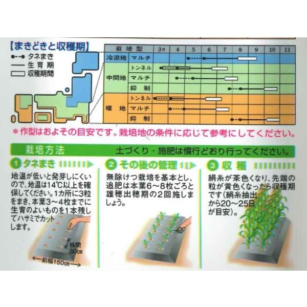 画像4: 送料無料　[とうもろこし]　ホイップコーン　40粒　タキイ種苗　GF (4)