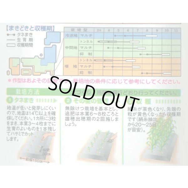 画像4: 送料無料　[とうもろこし]　ホイップコーン　40粒　タキイ種苗　GF (4)