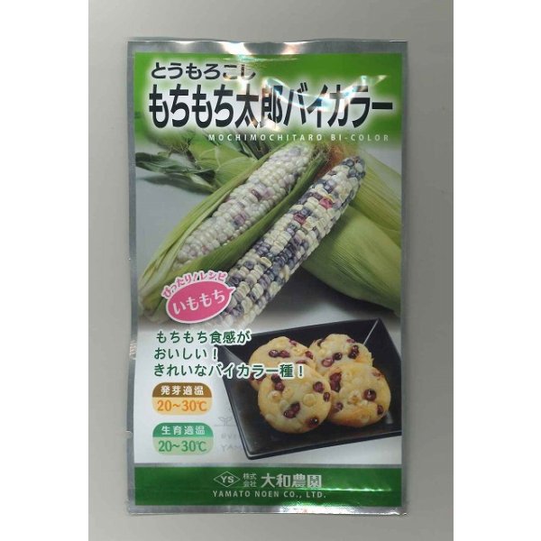 画像1: 送料無料　[とうもろこし]　もちもち太郎バイカラー　1dl(約300粒)　(株)大和農園 (1)