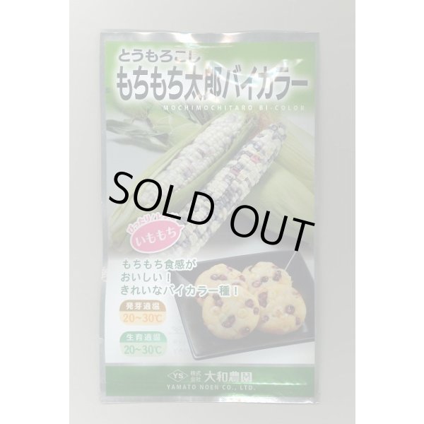 画像1: 送料無料　[とうもろこし]　もちもち太郎バイカラー　20ml(約70粒)　（株）大和農園 (1)