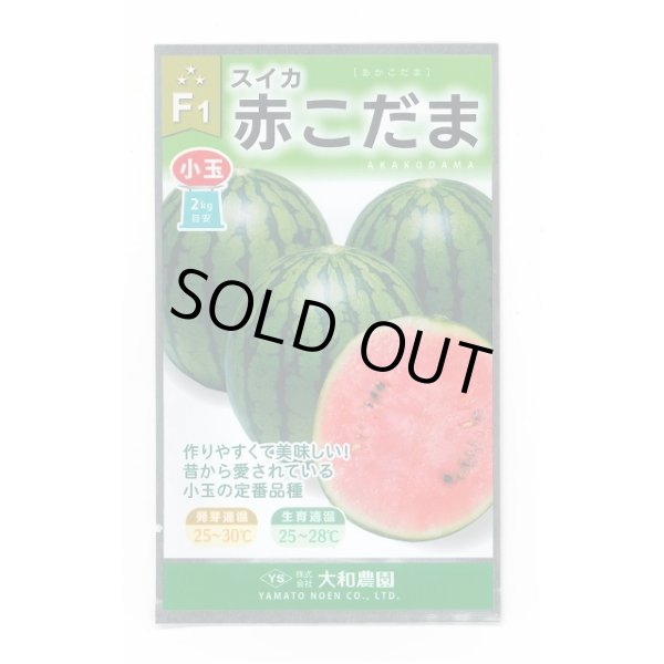 画像1: 送料無料　[スイカ]　小玉スイカ　赤こだま西瓜　7粒　（株）大和農園 (1)