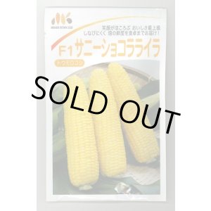 画像: 送料無料　[とうもろこし]　サニーショコラ　ライラ　200粒　みかど協和(株)