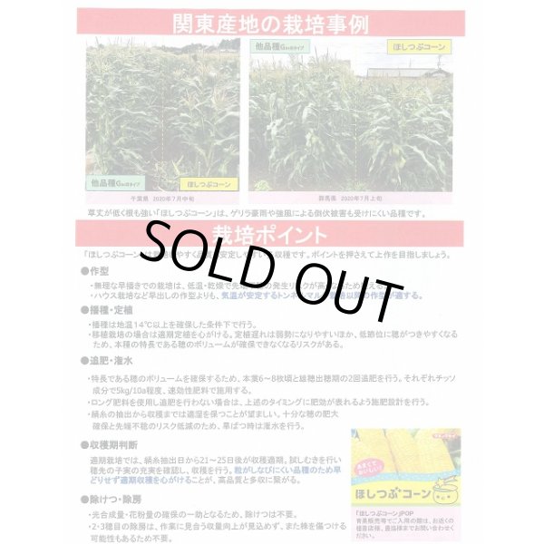 画像3: [とうもろこし]　ほしつぶコーン　2000粒　タキイ種苗 (3)