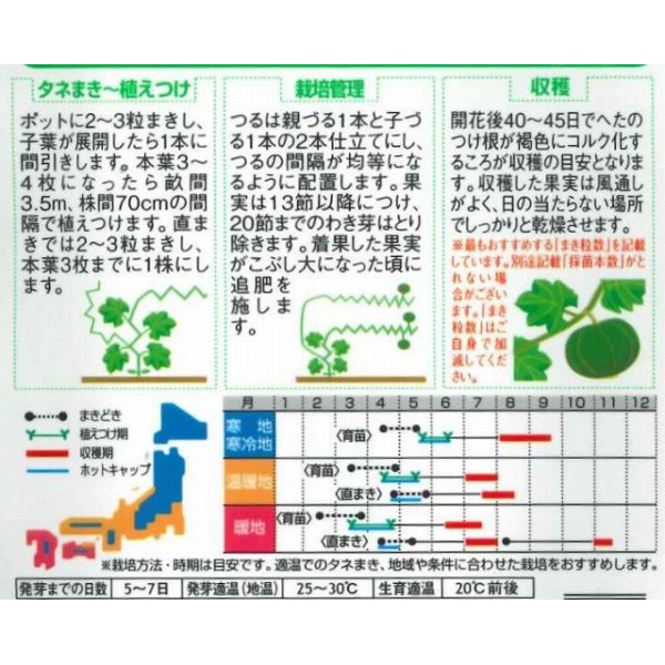 画像2: [かぼちゃ]　メルヘン　約10粒　サカタのタネ（株）　実咲400 (2)