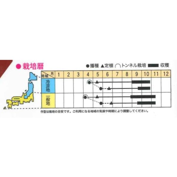 画像2: 送料無料　[とうがらし]　ハバネロ・レッド　30粒　トキタ種苗(株) (2)