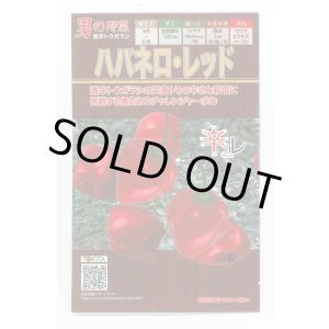 画像: 送料無料　[とうがらし]　ハバネロ・レッド　30粒　トキタ種苗(株)