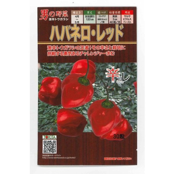 画像1: 送料無料　[とうがらし]　ハバネロ・レッド　30粒　トキタ種苗(株) (1)