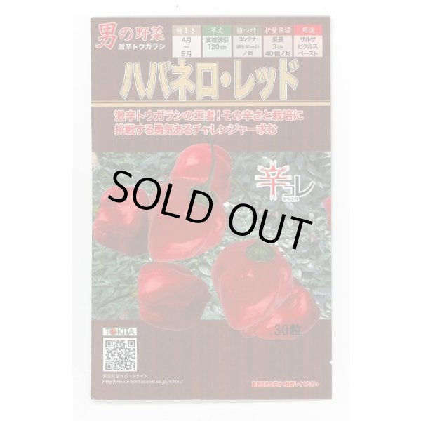 画像1: 送料無料　[とうがらし]　ハバネロ・レッド　30粒　トキタ種苗(株) (1)