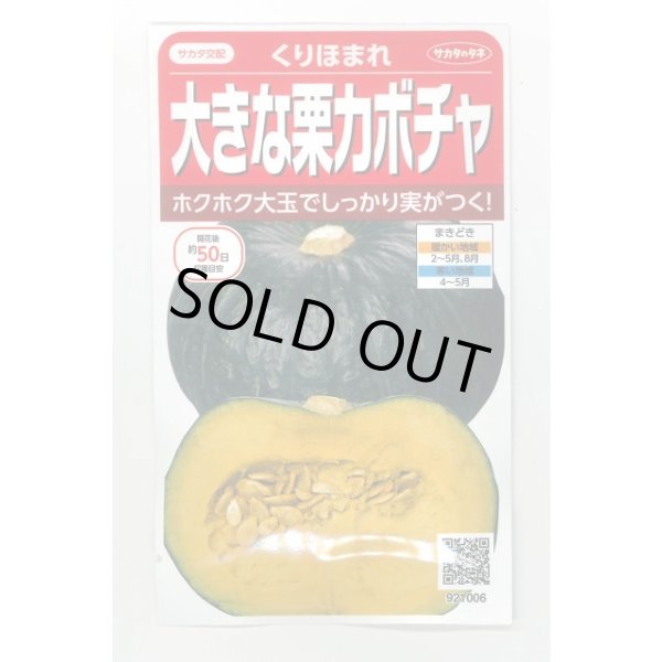 画像1: 送料無料　[かぼちゃ]　くりほまれ　約7粒　(株)サカタのタネ　実咲450（002872） (1)