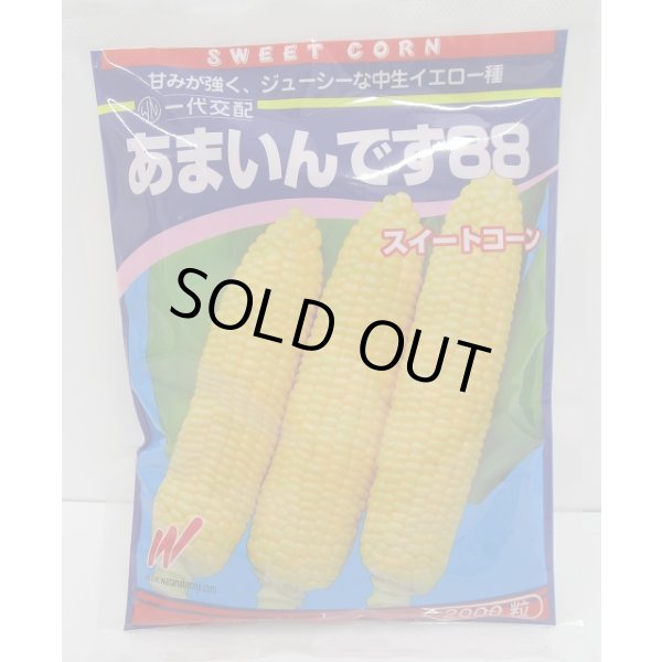 画像1: 送料無料[とうもろこし]　あまいんです88　2000粒　渡辺農事(株) (1)