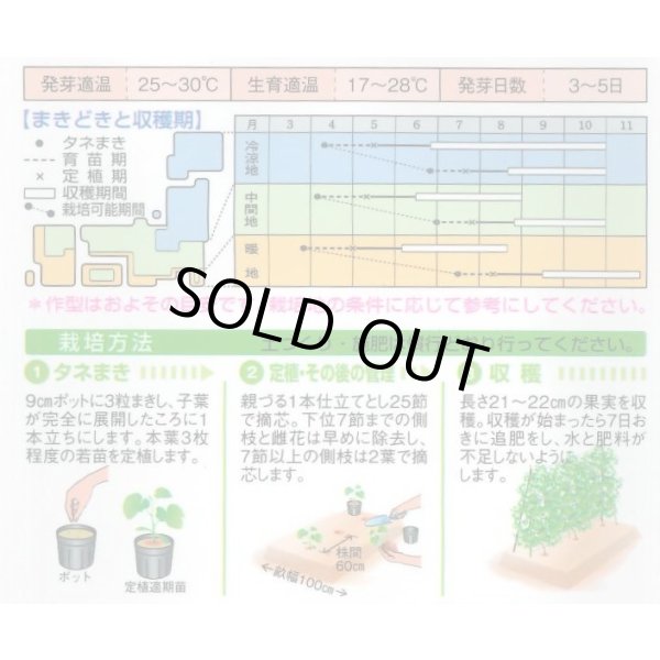 画像2: 送料無料　[キュウリ]　夏ばやし　15粒　タキイ種苗　DF (2)