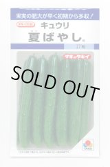 画像: 送料無料　[キュウリ]　夏ばやし　15粒　タキイ種苗　DF