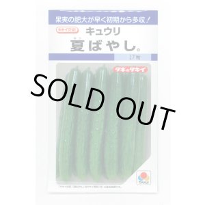 画像: 送料無料　[キュウリ]　夏ばやし　15粒　タキイ種苗　DF