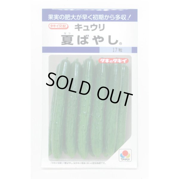 画像1: 送料無料　[キュウリ]　夏ばやし　15粒　タキイ種苗　DF (1)