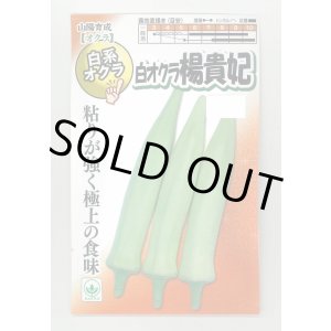 画像: 送料無料　[オクラ]　白おくら　楊貴妃　50粒　SANYO植物バイオ研究所
