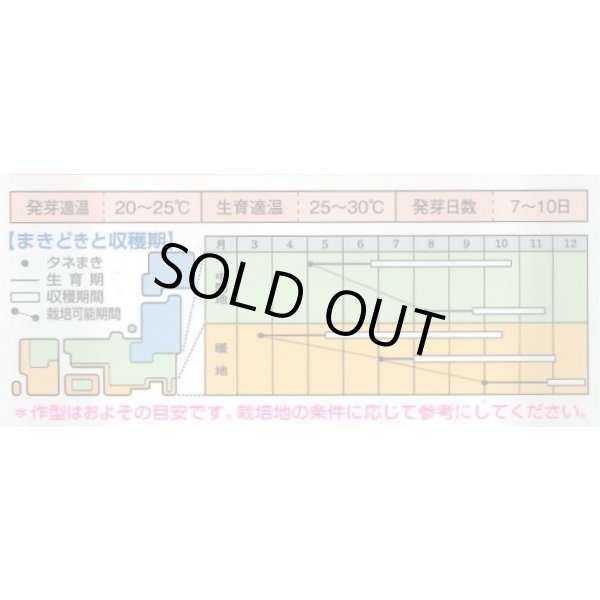 画像2: 送料無料　エンサイ　13ml　タキイ種苗　MF (2)