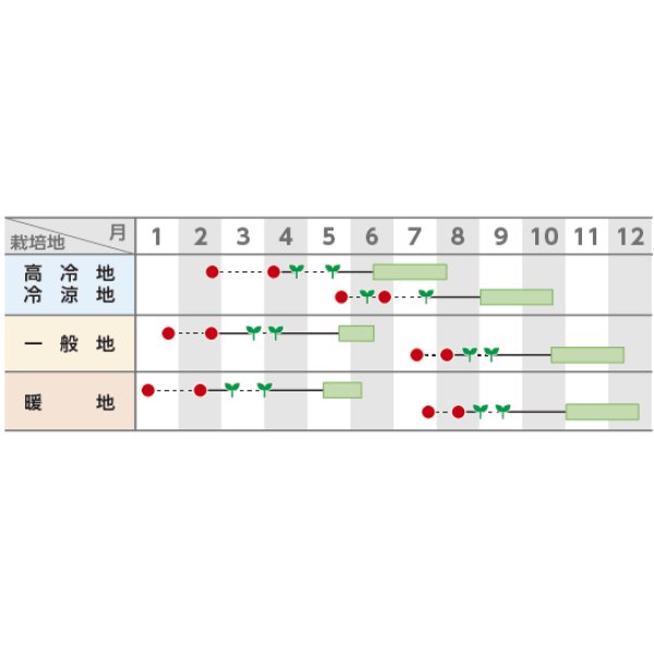 画像3: [カリフラワー]　バロック　20ml　サカタ交配　 (3)