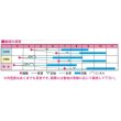 画像2: 送料無料　[キュウリ]　夏のおくりもの　20粒　渡辺農事（株） (2)
