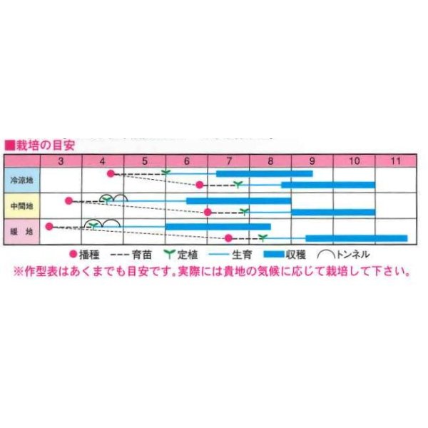 画像2: 送料無料　[キュウリ]　夏のおくりもの　20粒　渡辺農事（株） (2)