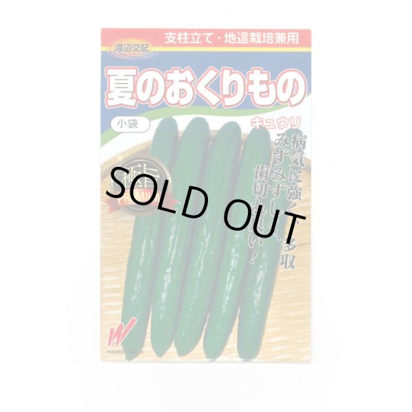 画像1: 送料無料　[キュウリ]　夏のおくりもの　20粒　渡辺農事（株） (1)