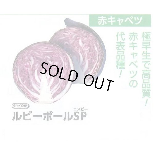 画像2: [キャベツ] ルビーボールSP 130粒 タキイ種苗 DF (2)