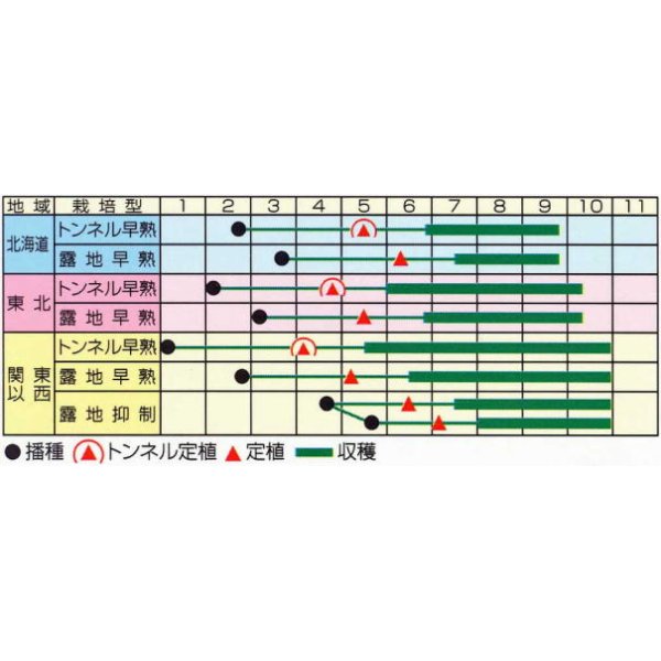 画像3: [なす]　一口小茄子　ちび丸　0.6ml（およそ60粒）　（株）渡辺採種場 (3)