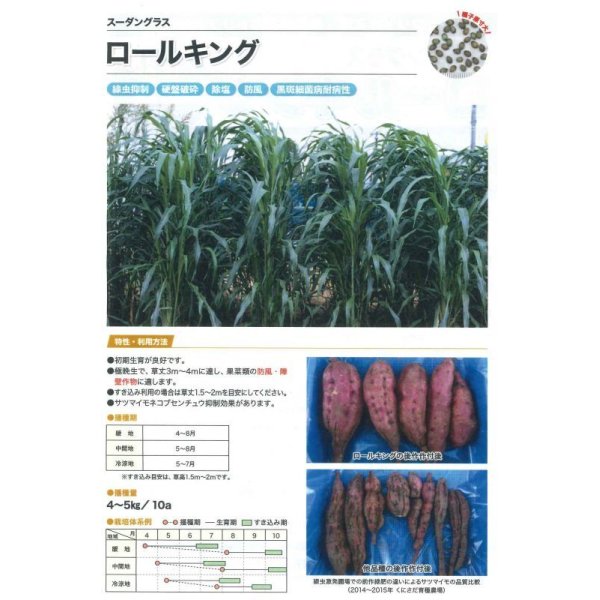 画像2: [緑肥]　スーダングラス　 ロールキング　1kg　カネコ種苗(株） (2)