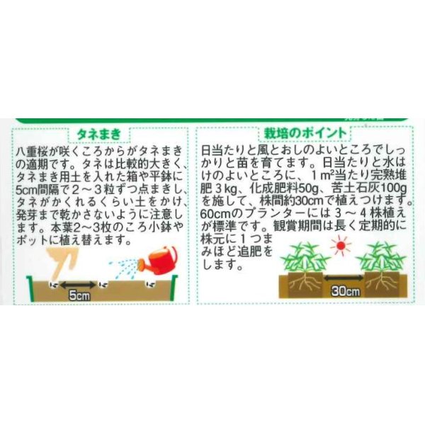 画像2: 花の種　百日草（ジニア）ダリア咲き混合　約40粒　サカタのタネ（株）実咲250 (2)